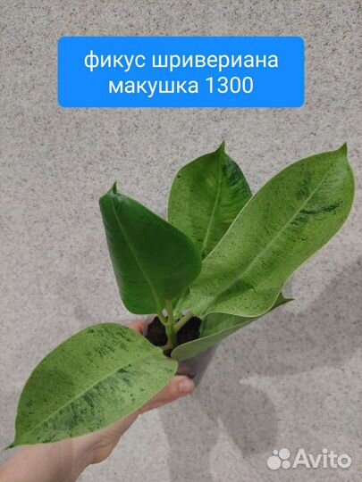 Фикус шривериана