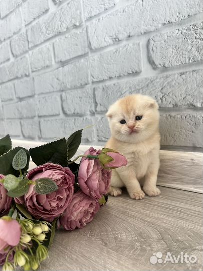 Шотландские котята