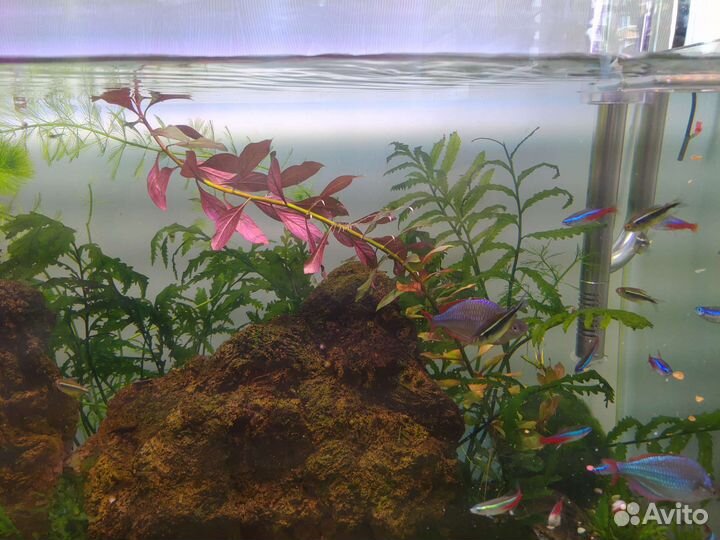 Растения длинностебельные водоросли для аквариума