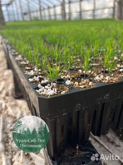 Зкс Сосна сеянцы Ели Лиственницы окс Голуб Горная