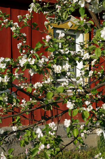 Дом 35,5 м² на участке 18,8 сот.