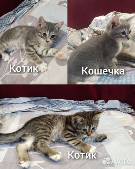 Котята в добрые руки