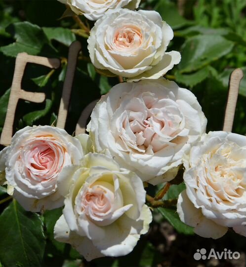 Роза бордюрная Мими Эден