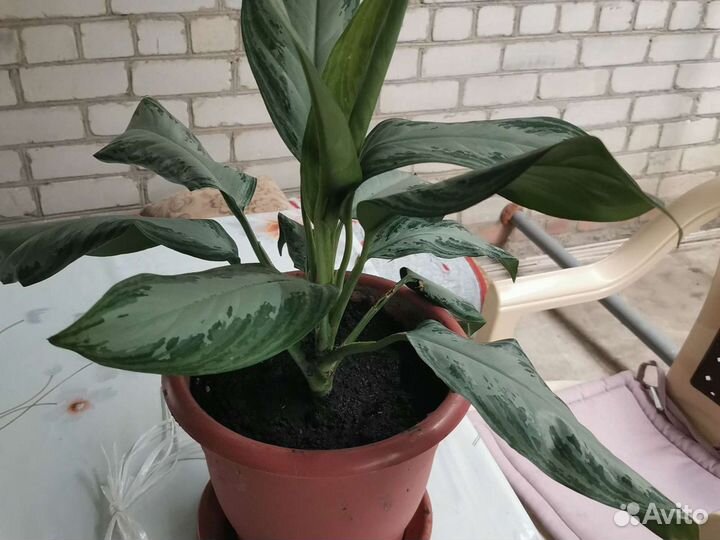 Аглаонема силвабей или меняю