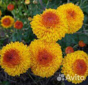 Хризантемы