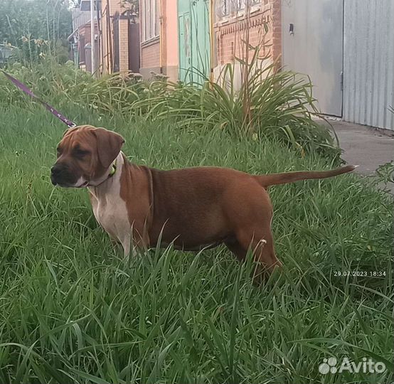 Щенки амстаффа,ркф