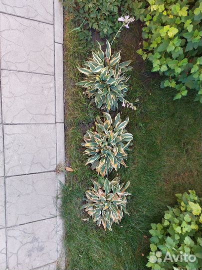 Хоста растение целиком