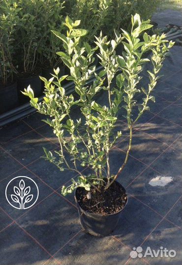 Саженцы голубики 12 сортов в наличии