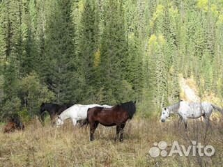 Продам Лошадей