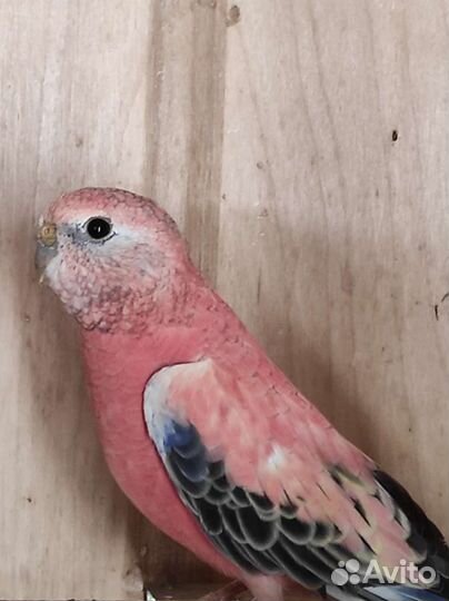 Лазурные и Розовобрюхий попугай Баурка