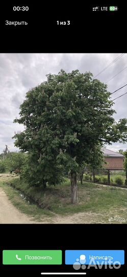 Каштан Конский саженцы