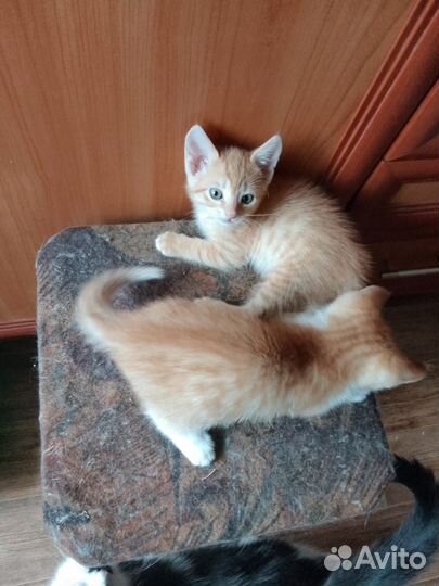 Котята В добрые руки бесплатно