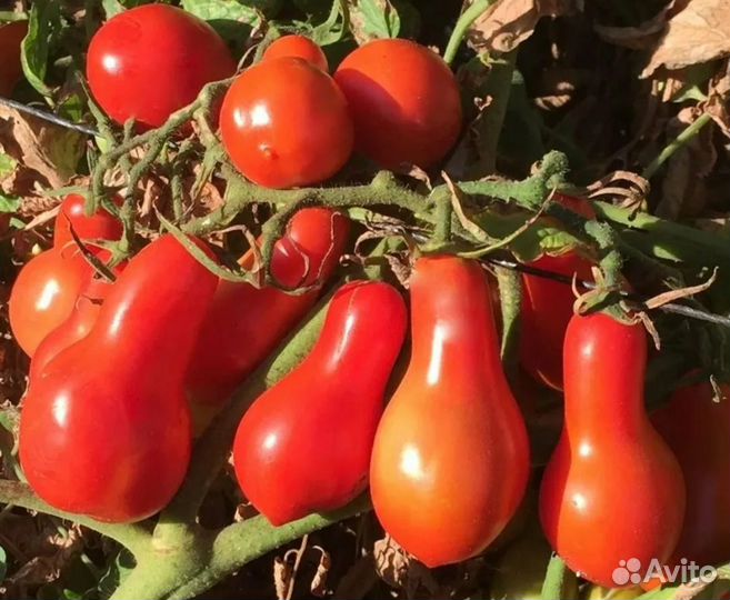 Томат Матрёшка семена