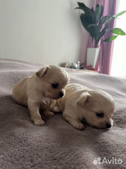 Щенки чихуахуа мини