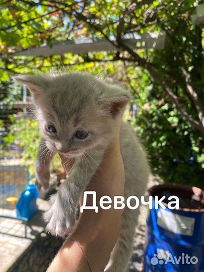 Котята в добрые руки