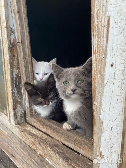 Котята в добрые руки