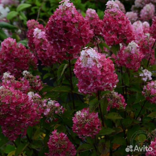 Гортензия метельчатая саженцы