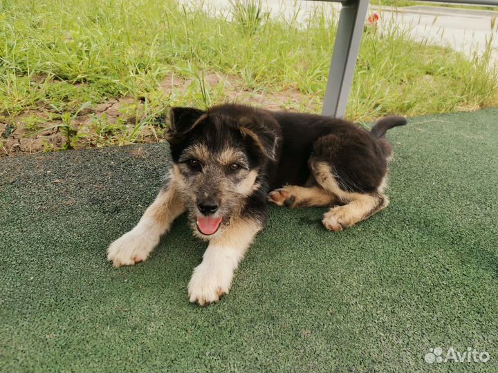 Собака в добрые руки, щенок