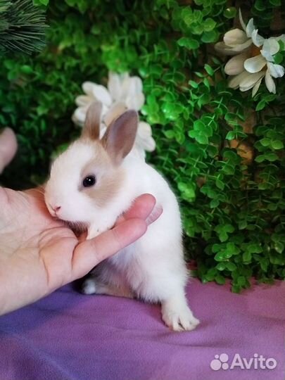 Карликовые кролики. Мини. Домашнее содержание