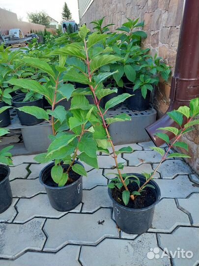 Гортензии метельчатые