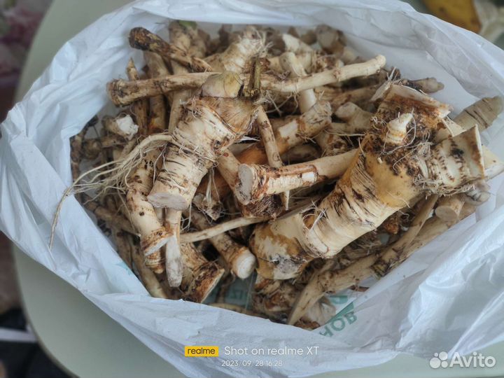 Корень хрена