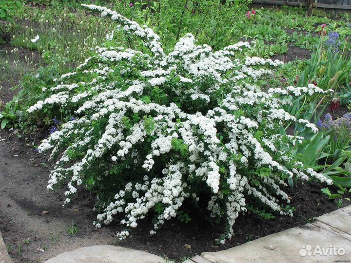 Реализуем спирею и др. декоративные культуры