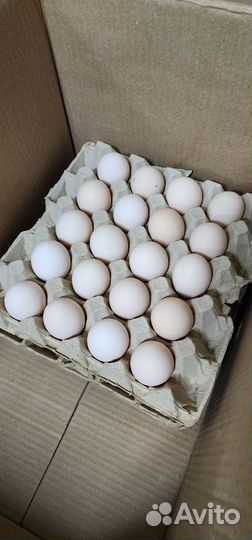 Куриные яйца