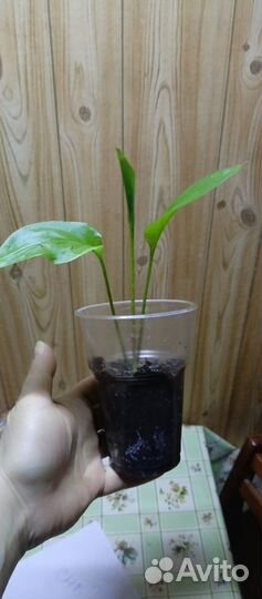 Калла Саншайн