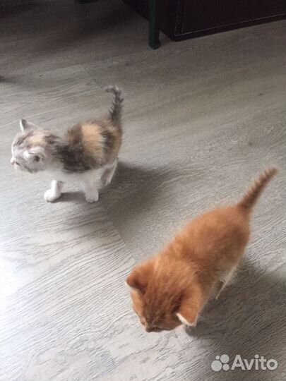 Котята в добрые руки