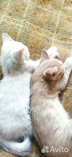 Отдам котят в хорошие руки