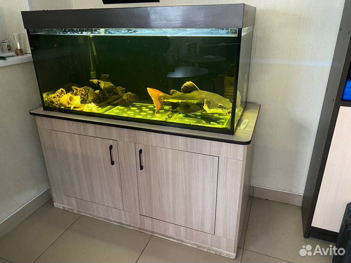 Аквариум 350л с рыбами