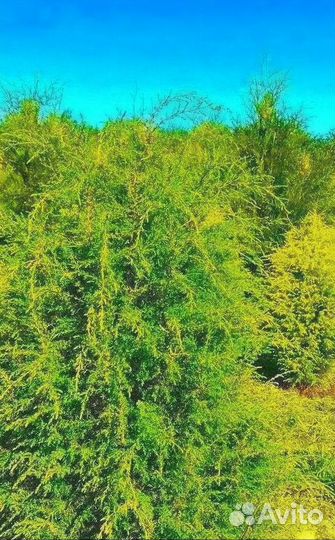 Туя брабант в розницу