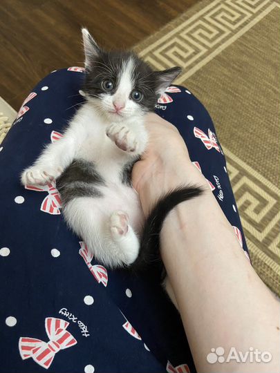 Отдам котенка