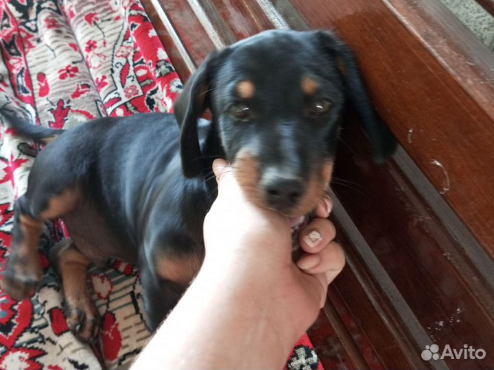 Щенок в добрые руки