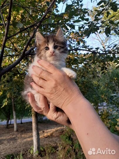 Котики бесплатно
