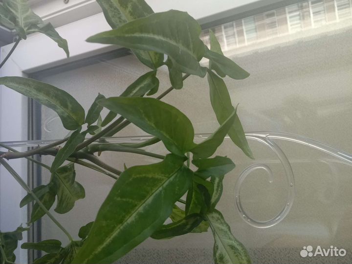 Филодендрон гитаровидный