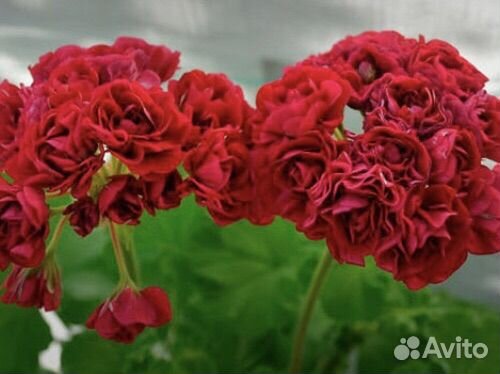 Пеларгония красная розочка