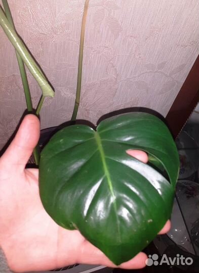 Монстера деликатесная крупная