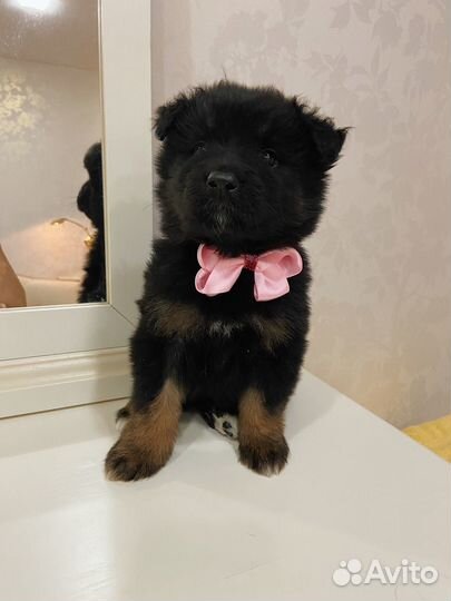 Очаровательные щеночки в добрые руки