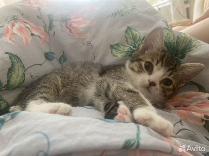 Кошка в дар