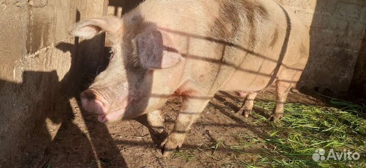 Хряк на племя