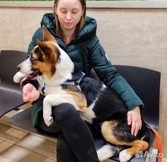 Собака Барни в добрые ручки