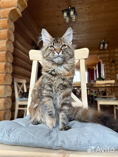 Котята Мейн-кун