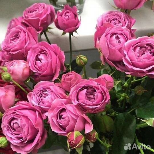 Цветы розы букет