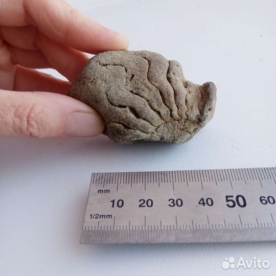 Окаменельсть