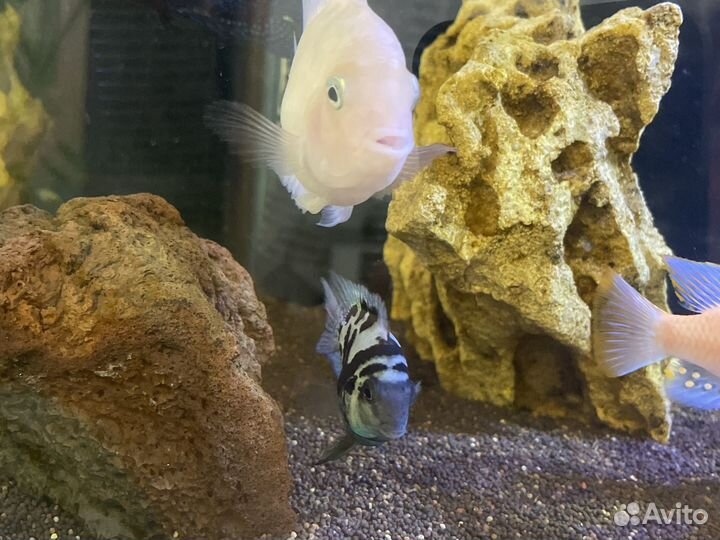 Мальки гибриды цихлид