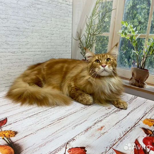 Грумер. Стрижка собак и кошек