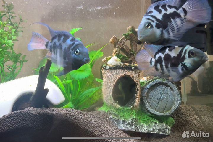 Панда попугаи