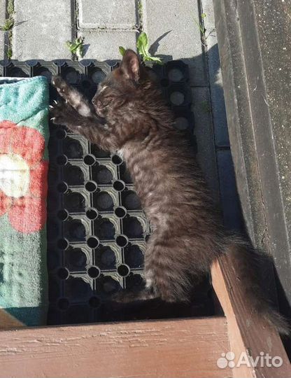 Ласковый котёнок девочка