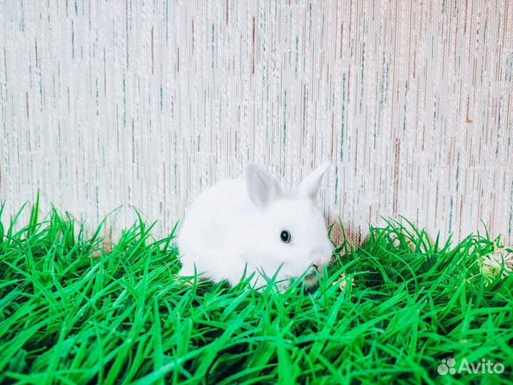 Карликовый кролик